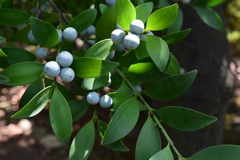 木名|庭木図鑑 植木ペディア